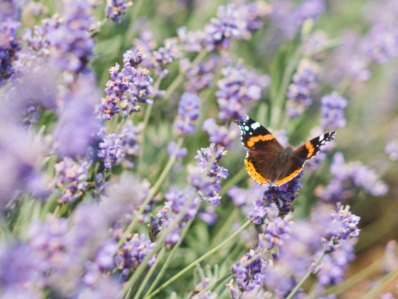Dia Mundial da Vida Selvagem