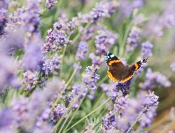Dia Mundial da Vida Selvagem