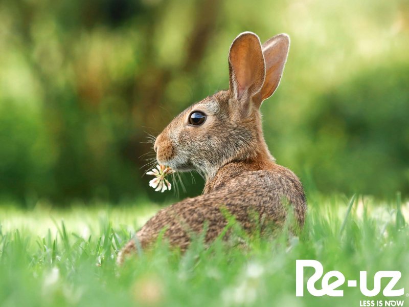 Dia Internacional da Diversidade Biológica