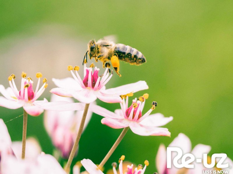 Dia Mundial do Ambiente.