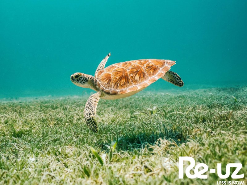 Dia Mundial dos Oceanos!