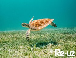 Dia Mundial dos Oceanos!