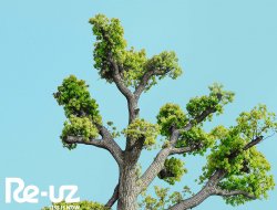 Dia Mundial da Árvore